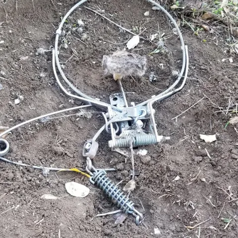 When triggered, this device throws a secure, non-choking cable loop over the coyote’s head. Niamh Quinn, CC BY