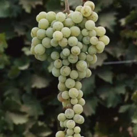 Muscat Grapes. Photo CA Garden Web