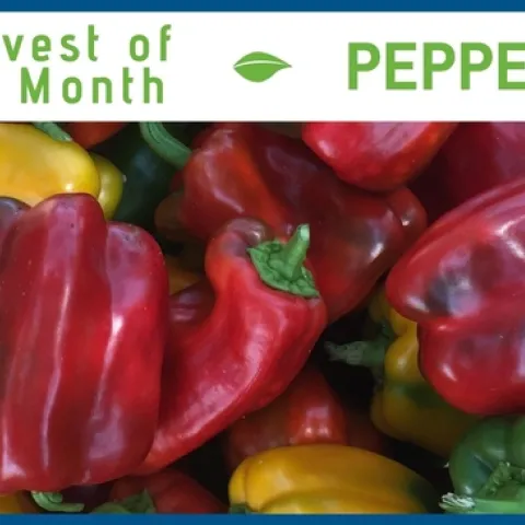 Peppers August