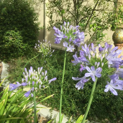 photos by David Bellamy