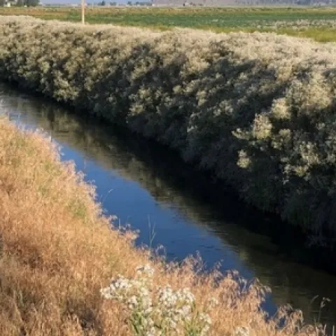 Perennial pepperweed on ditchbank near Tulelake, California