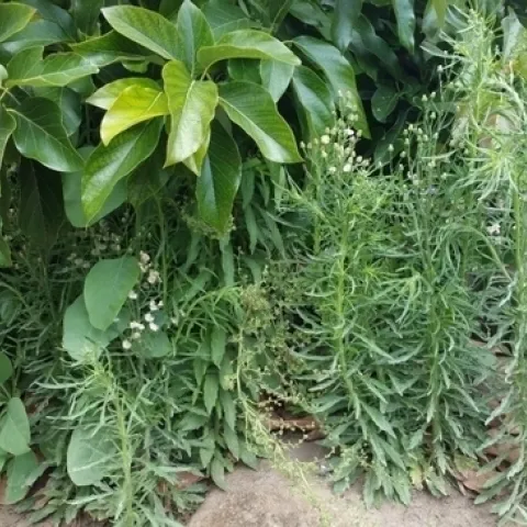 marestail and avocado