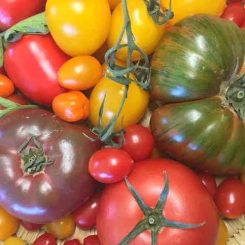 Photo by Diane Galvan