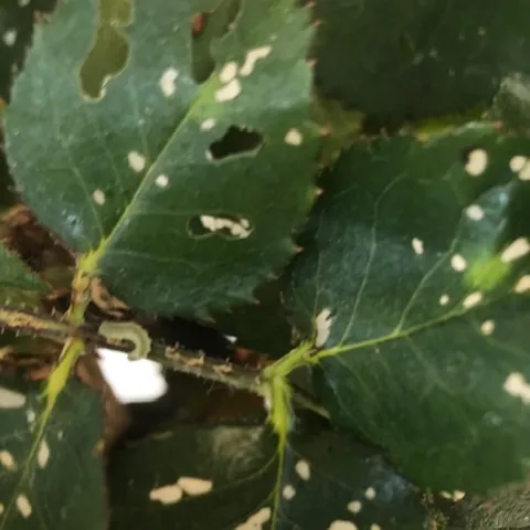 bristly roseslug damage