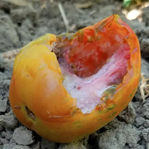Orange and yellow tomato on the ground, partially eaten by a rat.