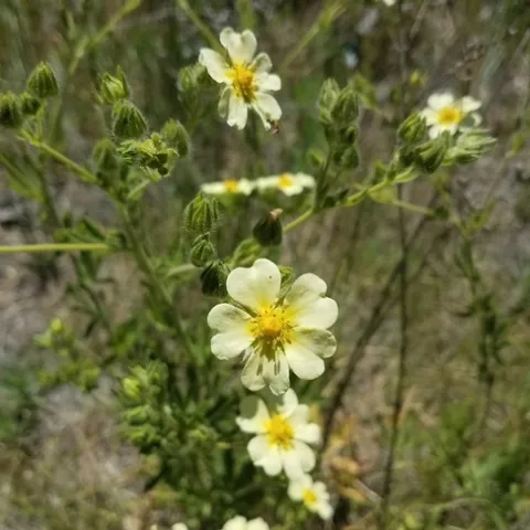 Sulfur cinquefoil’s light yellow flower