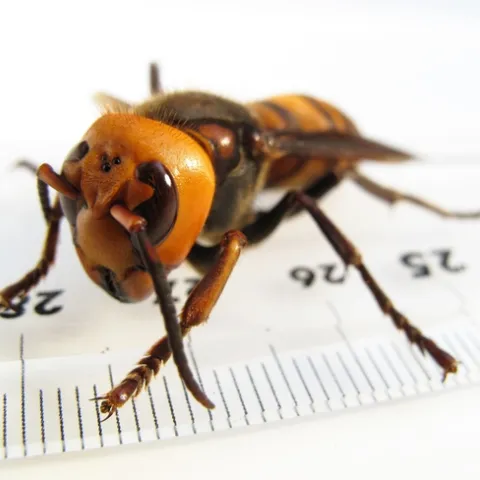 This is a female Vespa mandarinia japonica by Yasunori Koide. (Creative Commons photo)