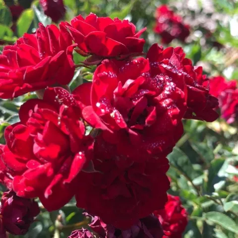 One of the beautiful red roses being evaluated.