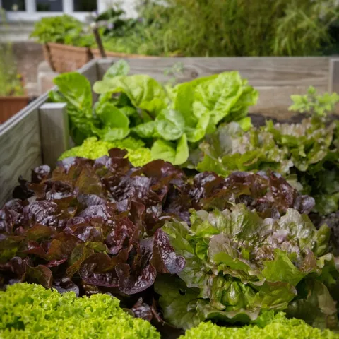 Lettuce bed. (Pikpick.com)