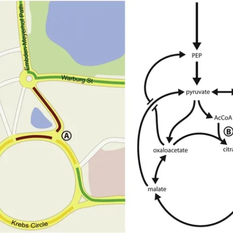road map of hlb metabolism