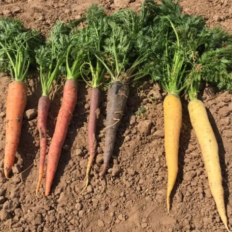 colored carrots