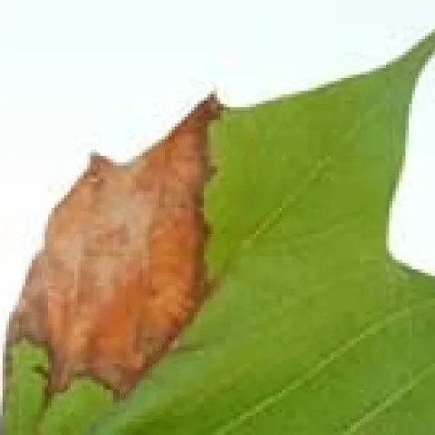 Anthracnose on Sycamore leaf. photos from UC IPM website