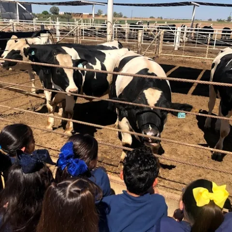 Students visiting the feedlot during a school field trip