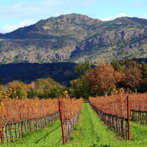 Napa Valley autumn. By the time the valley looks like this, winter vegetables should be in the ground. (Wikimedia Commons)