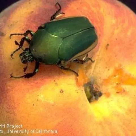 Green fruit beetle (Credit: Jack Kelly Clark)