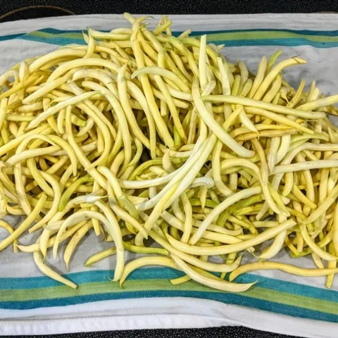 A pile of wax beans drying on a dish cloth.