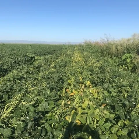 Photo 1. Blackeye variety trial, Sacramento Valley, 2020; left to right, CB46, CB77, CB74 (early maturing), and CB2 compared to the standard CB50 line planted in the field on the far left.