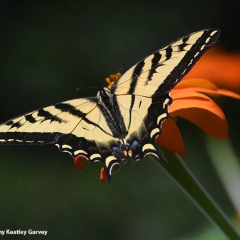 A Western tiger swallowtail, Papilo rutulus, lands on a Mexican sunflower, Tithonia rotundifolia. (Photo by Kathy Keatley Garvey)