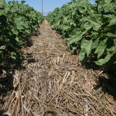 Using soil-building techniques in cotton production could raise the value of the crop.