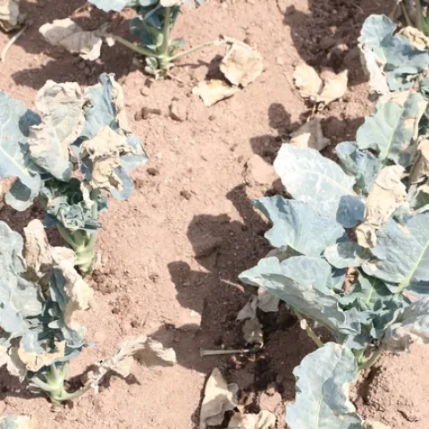 Heat damage in Broccoli