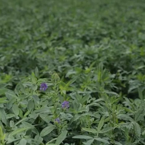 2020-8-14 Alfalfa photo