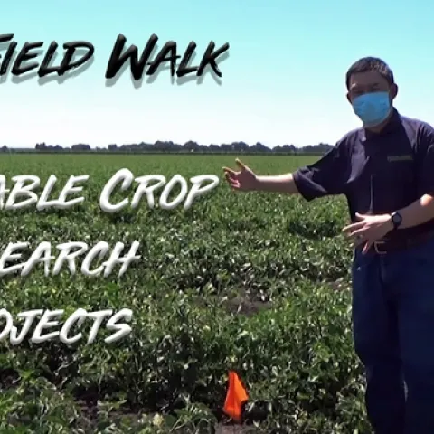 2020 Field Walk with UC Cooperative Extension Vegetable Crops Advisor Zheng Wang