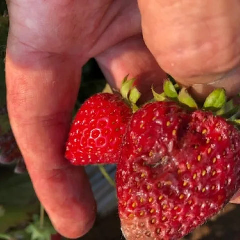 Softened fruit by heat has rendered it susceptible to vinegar flies, of which a maggot is clearly visible.