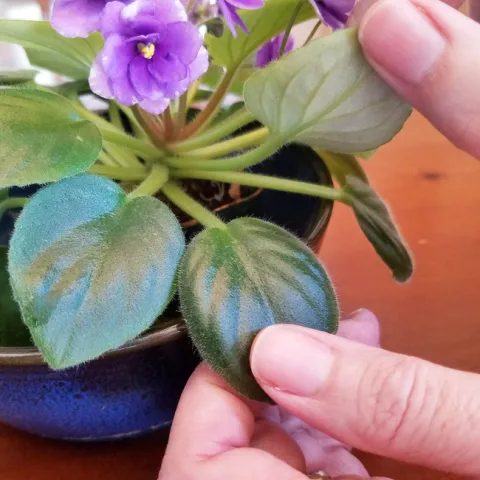 Inspecting the underside of a leaf on an African violet plant with purple flowers blooming.