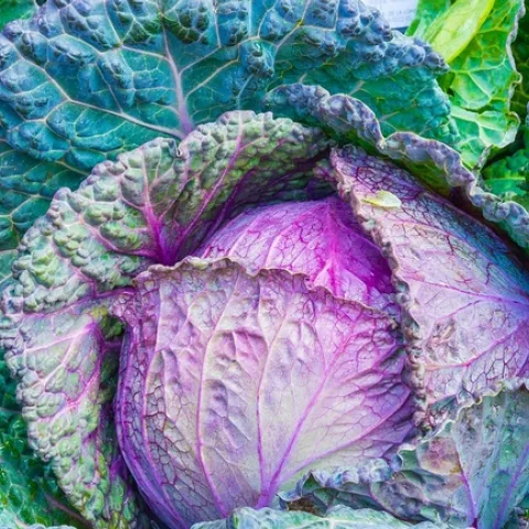 cabbage