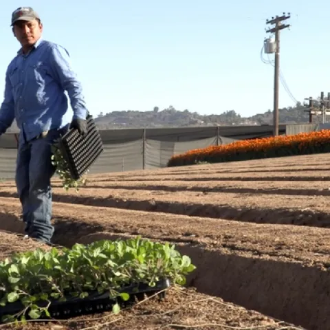 Pequeños productores