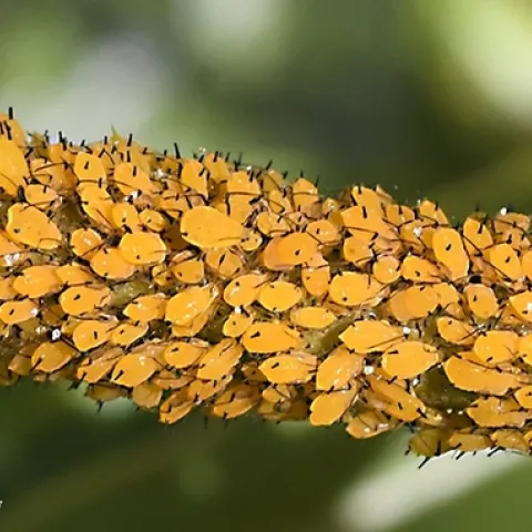 Oleander aphids on a milkweed stem. (Kathy Keatley Garvey)