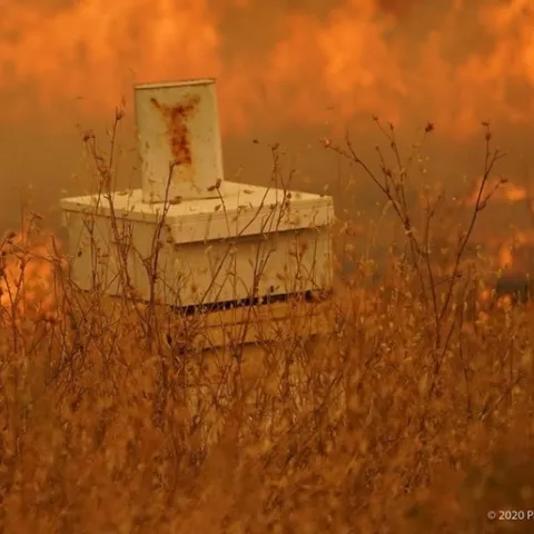 Fire rages towards Clay's Bees during the Vacaville Fire. (Image courtesy of Paul Kuroda, used with permission)