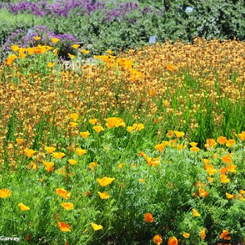 Honey is the soul of a field of flowers. This image was taken at April 2017 in a field on Bee Biology Road, University of California, Davis. (Photo by Kathy Keatley Garvey)