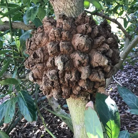 avocado woody growth on branch
