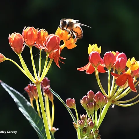 A honey bee forages on tropical milkweed, Asclepias curassavica, in a Vacaville pollinator garden on July 27. (Photo by Kathy Keatley Garvey)