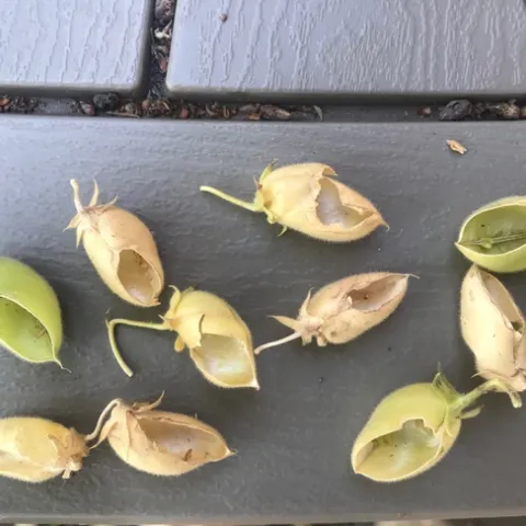 Garbanzo seed pods damaged by California ground squirrels.