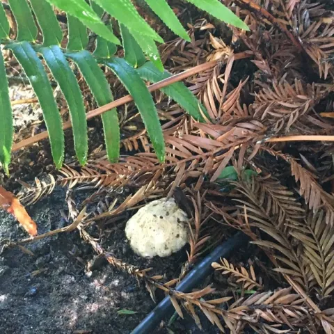 fungus 2