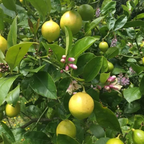 Meyer Lemons - Photo courtesy of Jennifer Bell