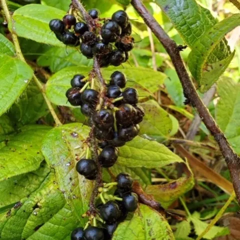 Gaultheria pseudonotablis -Courtesy of June Walsh