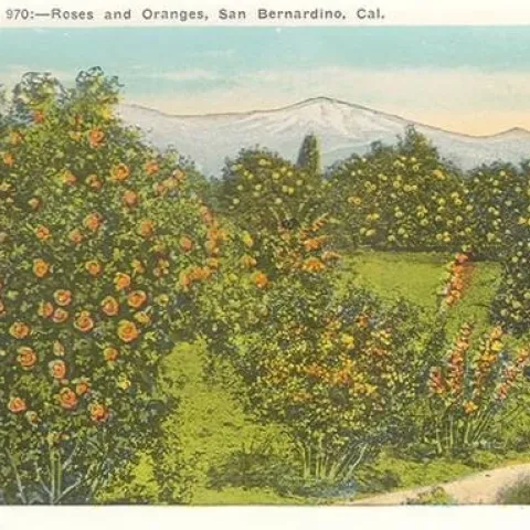 oranges in riverside