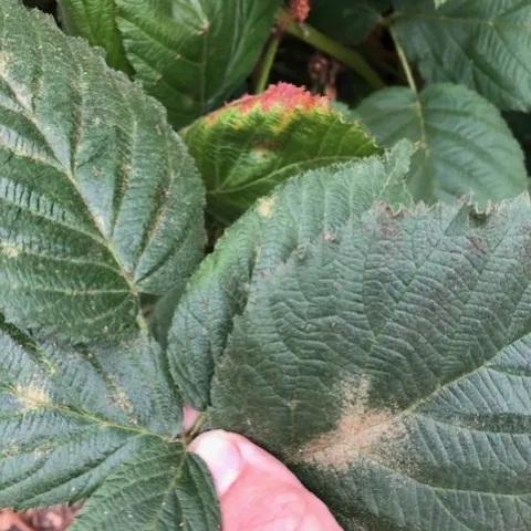 Odd stippling on tops of leaves of primocane blackberry.