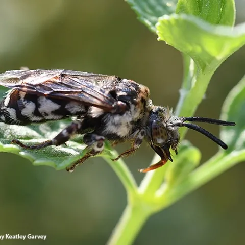 A cuckoo bee, Xeromelecta californica, rests on a leaf in a Vacaville pollinator garden. (Photo by Kathy Keatley Garvey)