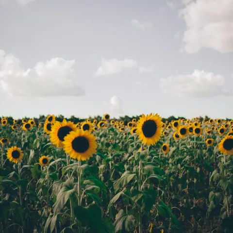 Sunflower 1 (yoel-j-gonzalez-unsplash)