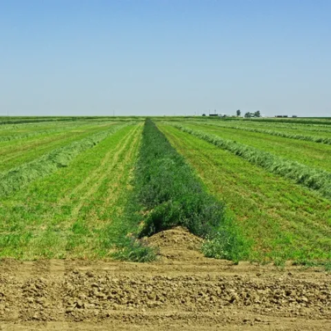 SJV Mohawk PeteGoodell