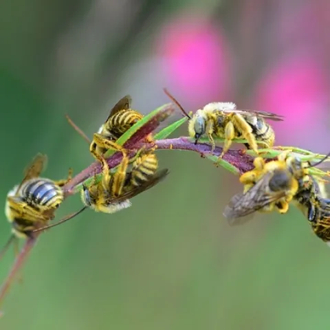 Male longhorned bees sleep in flowers at night. (Kathy Keatley Garvey)