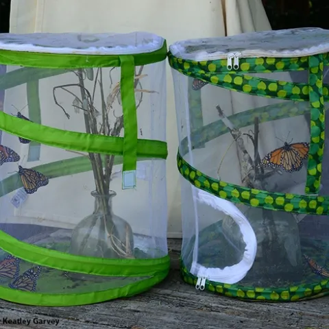 These newly eclosed monarchs are raring to leave their butterfly habitats. (Photo by Kathy Keatley Garvey)