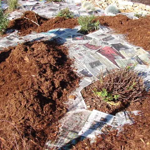 Sheet mulching around existing plants, Eve Werner