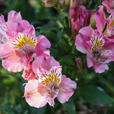 Alstroemeria Peruvian Lily. photos by Paula Pashby