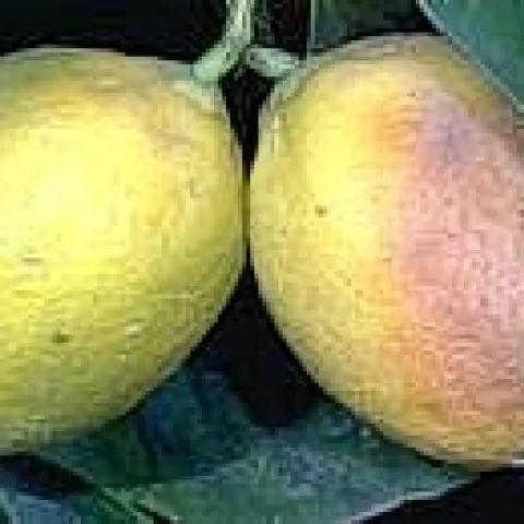 Lemon with brown rot