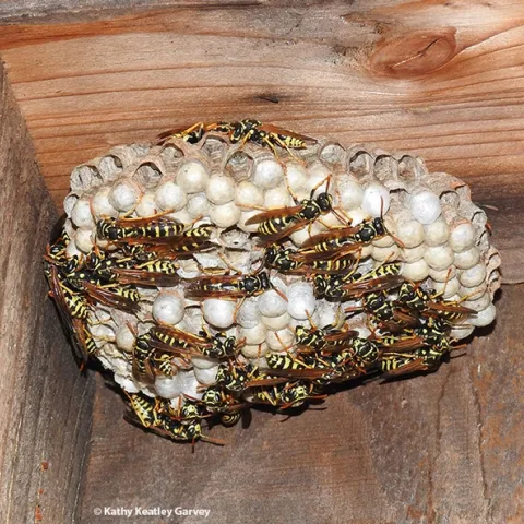 An European paper wasp (Polistes dominula) nest in Vacaville, Calif. (Photo by Kathy Keatley Garvey)